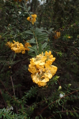 Oxylobium ellipticum