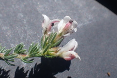 Aspalathus submissa