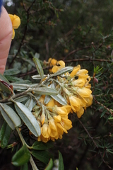 Oxylobium ellipticum