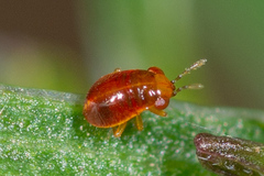 Isthmocoris imperialis