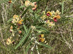 Gastrolobium ebracteolatum