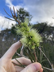 Melaleuca linearis acerosa