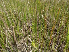 Eleocharis quadrangulata