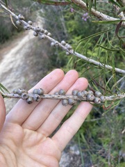 Melaleuca linearis acerosa