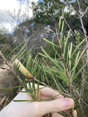 Melaleuca linearis acerosa