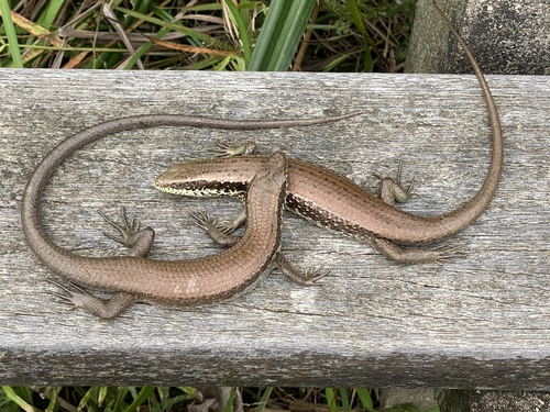 Longtail Mabuya, 香港仔郊野公园, 香港仔, HK, photo 10 of 10
