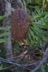 Banksia aemula