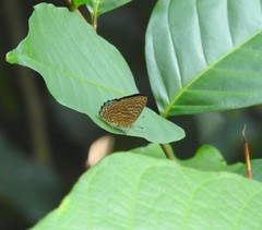 Poritia sumatrae