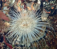 Sagartiogeton undatus
