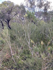 Melaleuca linearis acerosa