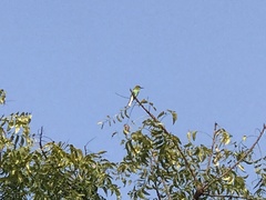 Merops orientalis
