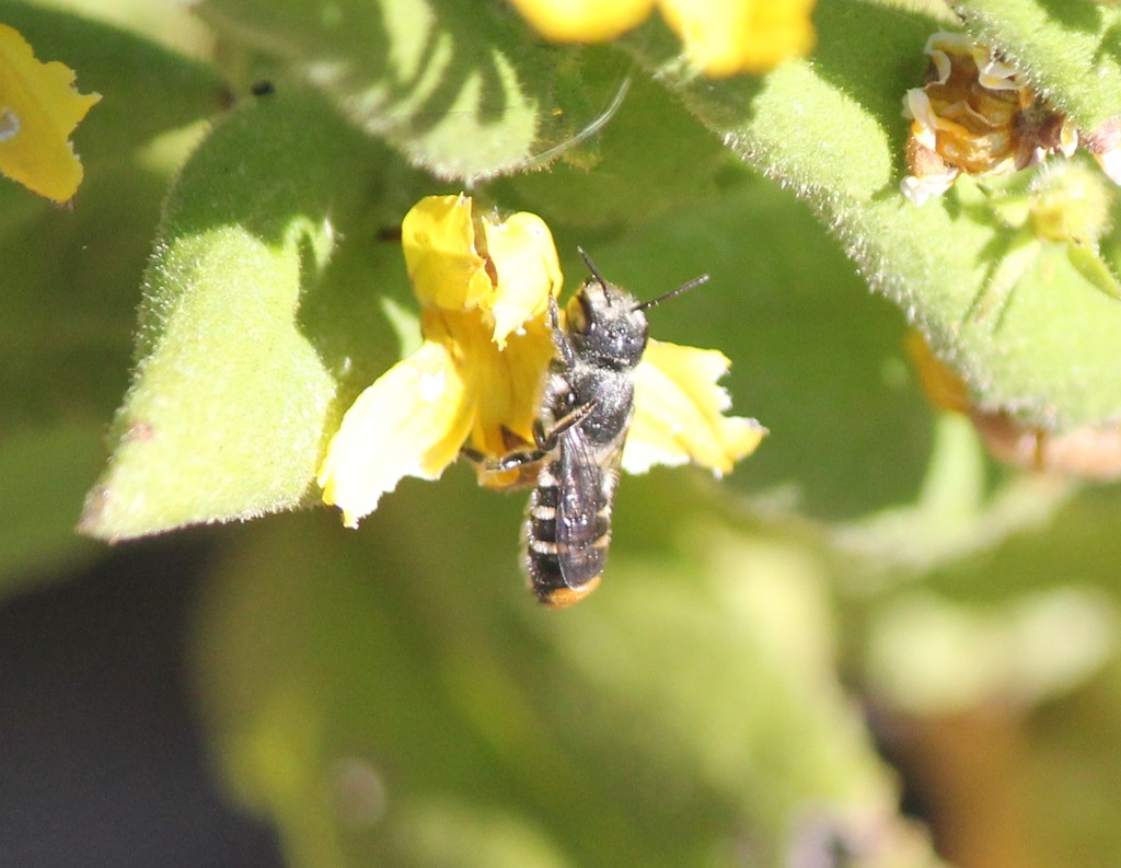 Leafcutter, Mortar, and Resin Bees from Marion Central, South