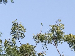 Merops orientalis