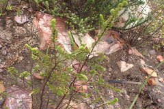 Cliffortia pulchella