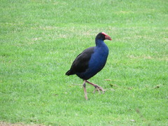 Porphyrio melanotus melanotus