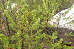 Cliffortia pulchella