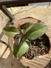 Cryptocarya alba