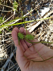 Cyperus giganteus