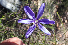 Aristea simplex