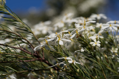 Ricinocarpos pinifolius