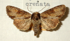 Apamea crenata