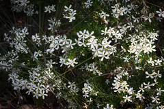Ricinocarpos pinifolius