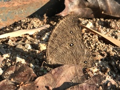 Melanitis leda