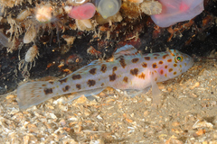 Thorogobius ephippiatus