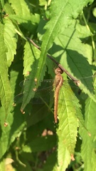 Tholymis tillarga