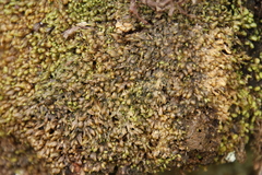Fissidens ovatus