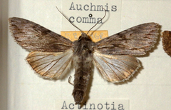 Auchmis detersa