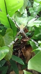 Argiope aetherea