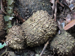 Dioscorea cirrhosa