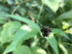 Thelacantha
