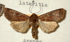 Apamea lateritia