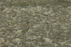 Cursorius coromandelicus