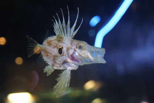 John Dory