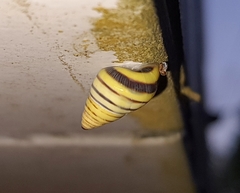 Drymaeus rufolineatus