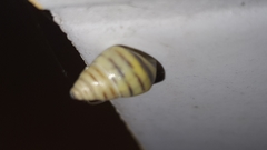Drymaeus rufolineatus