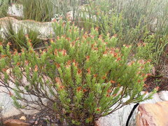 Osteospermum glabrum