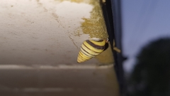 Drymaeus rufolineatus