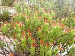 Osteospermum glabrum