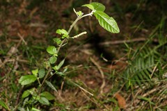 Acalypha nemorum