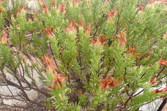 Osteospermum glabrum