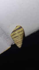 Drymaeus rufolineatus