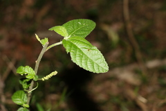 Acalypha nemorum
