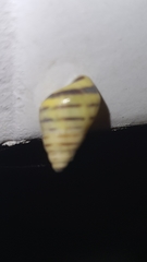Drymaeus rufolineatus