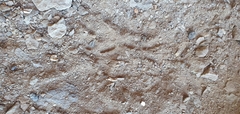 Procavia capensis