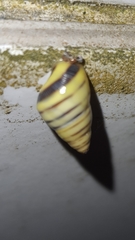Drymaeus rufolineatus
