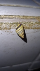 Drymaeus rufolineatus